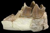 Fossil Running Rhino (Hyracodon) Jaw Section - South Dakota #140941-1